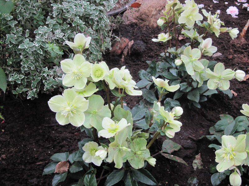 Light Green Hellebore Flowers — Calm, Spring, Photograph, Green Leaves