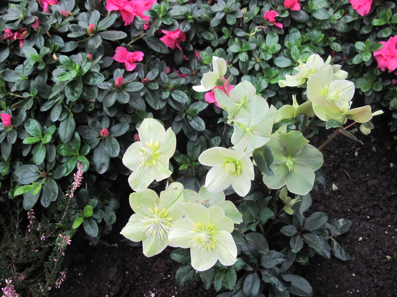 Light Green Hellebore Flowers — Calm, Spring, Photograph