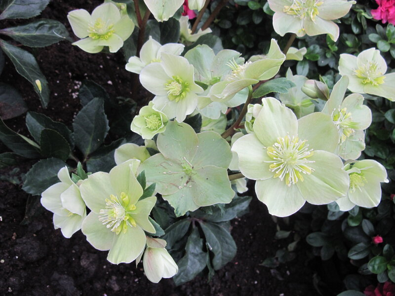 Light Green Hellebore Flowers — Calm, Spring