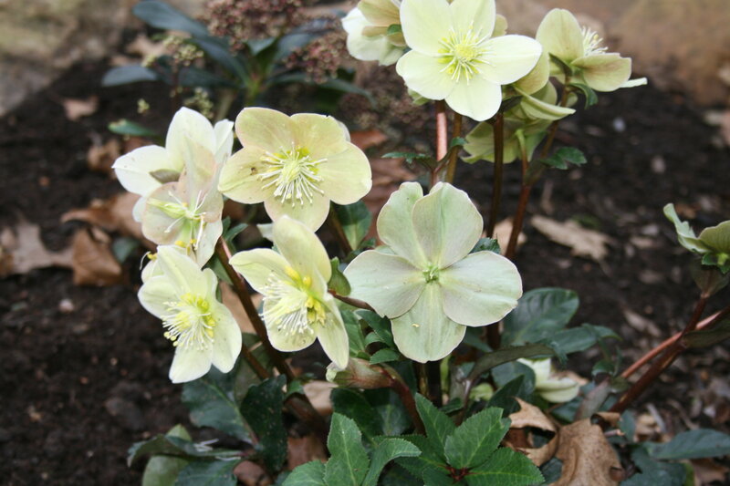Light Green Hellebore Flowers — Calm