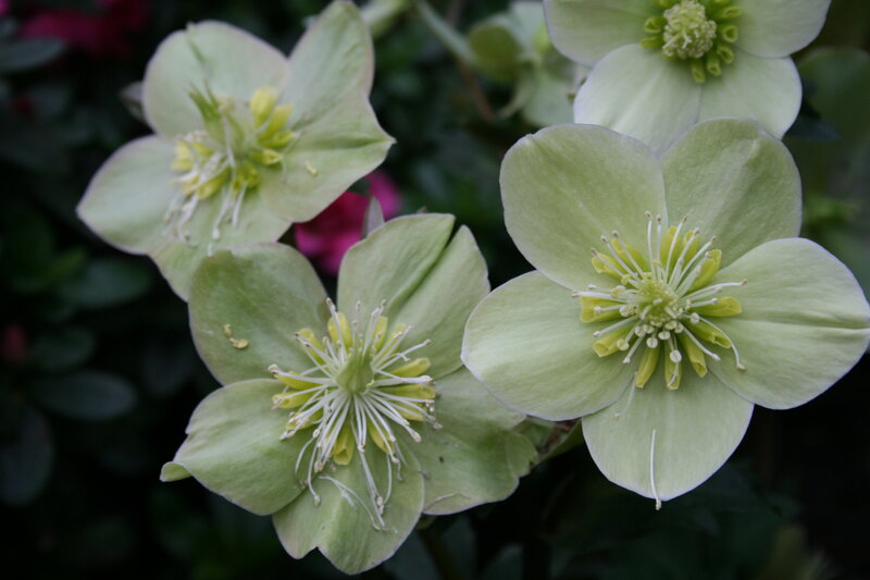 Light Green Hellebore Flowers