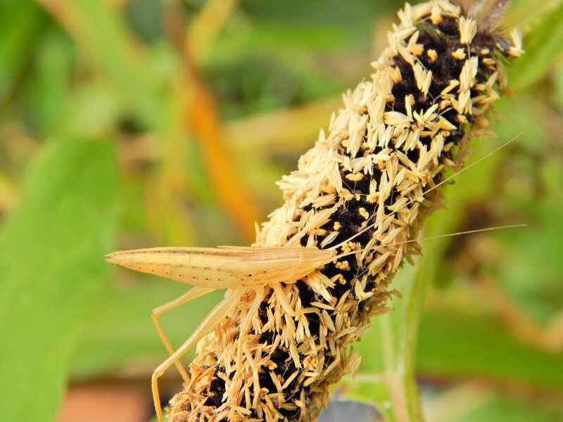 Light-green Insect on Plant