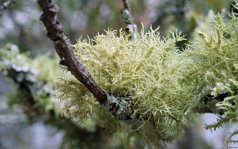 Light Green Lichen on Branch