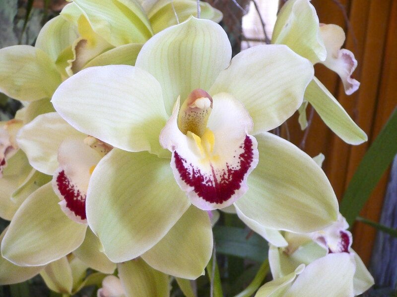 Light Green Orchid Flowers