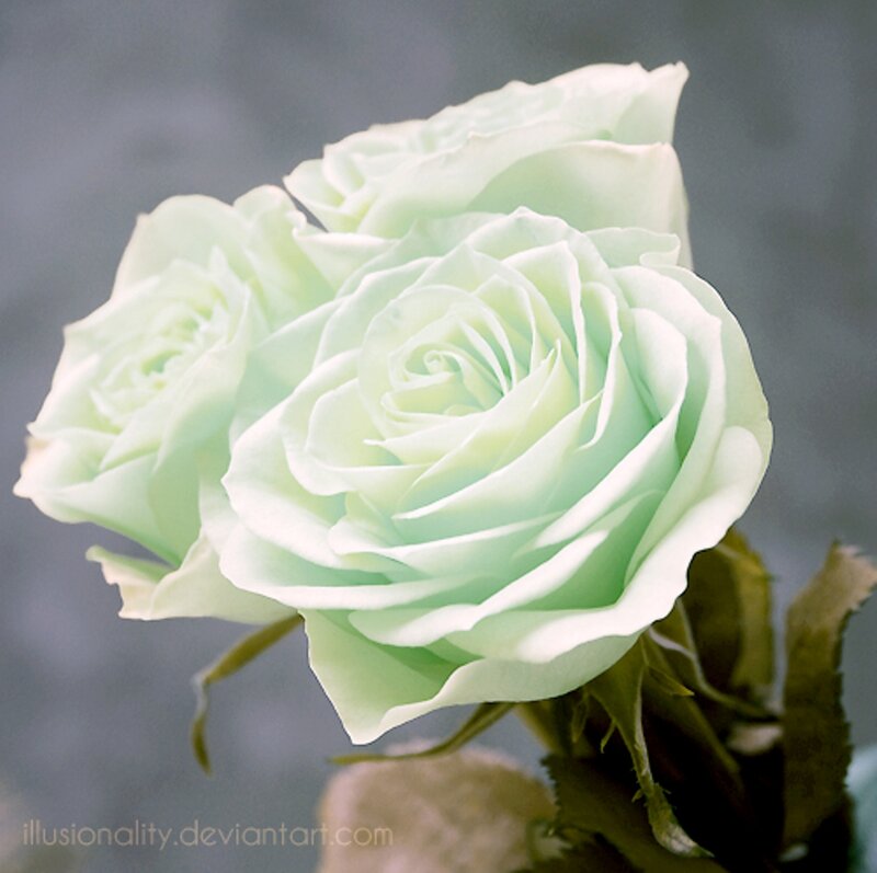 Light Green Roses