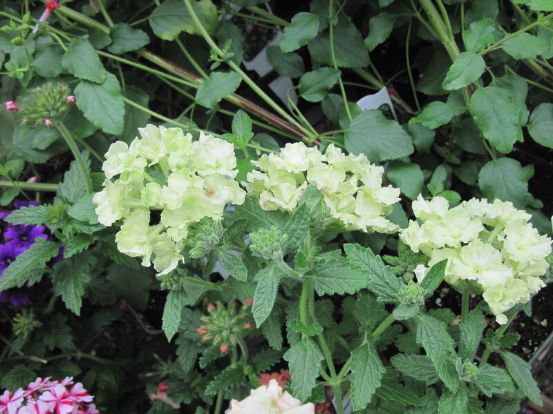 Light Green Verbena Flowers