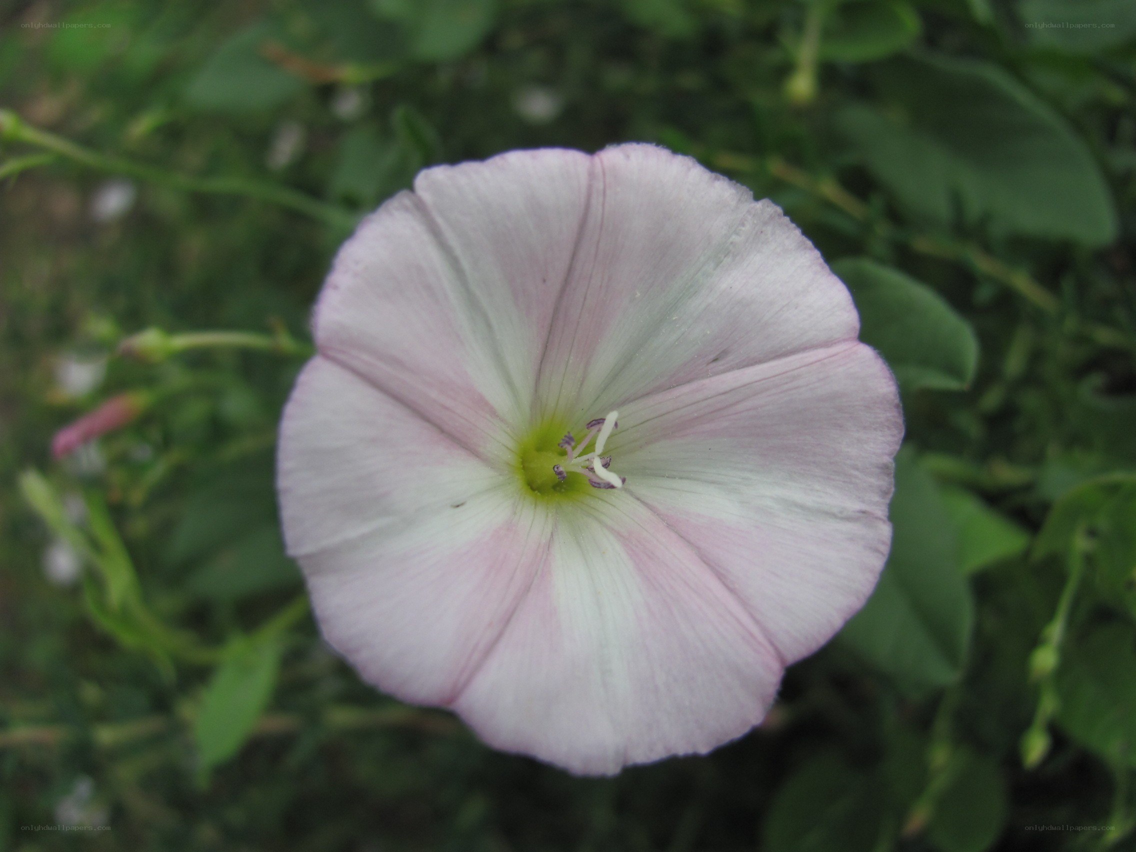 light pink morning glory flower