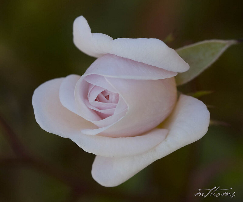 Light Pink Rose Bud