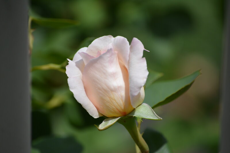 Light Pink Rose — Serene, Afternoon