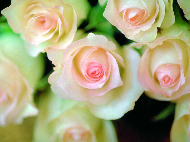 Light Pink Roses