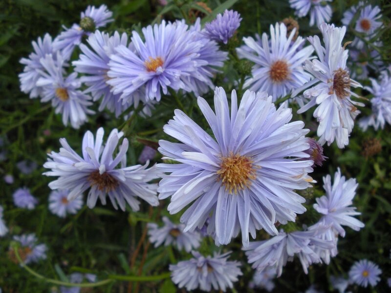 Light Purple Aster Flowers