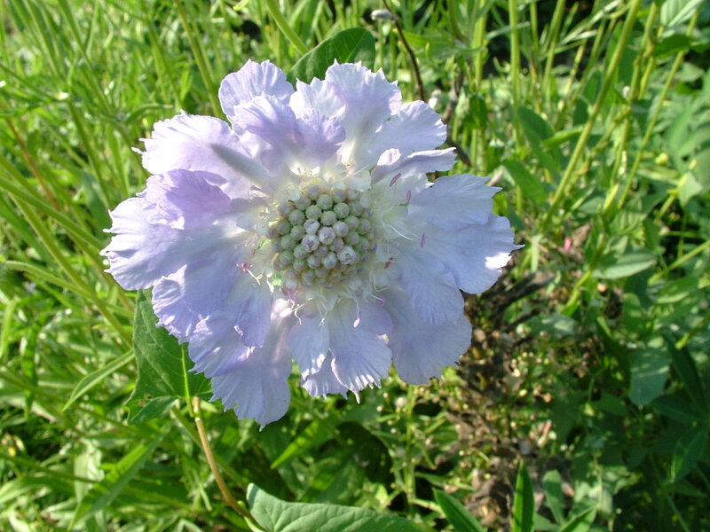 Light Purple Flower