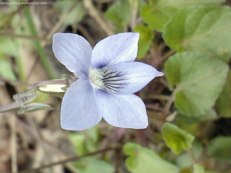 light purple flower with dark center