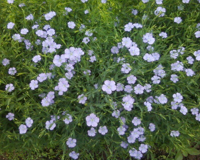 Light Purple Flowers — Calm