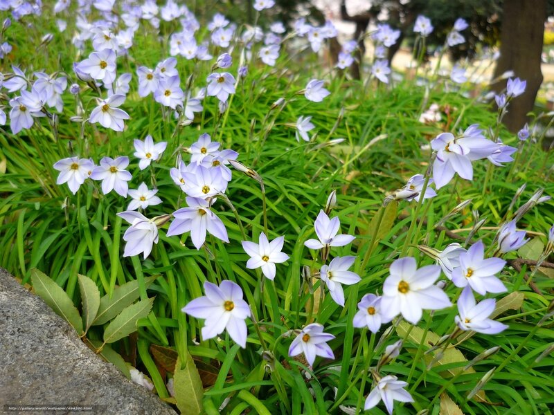 Light Purple Flowers — Serene