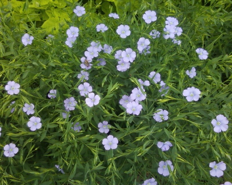 Light Purple Flowers