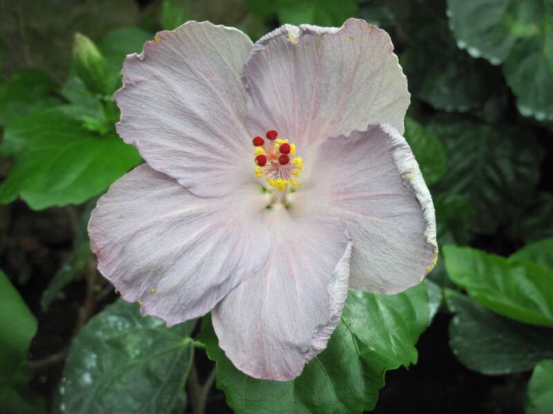 Light Purple Hibiscus Flower — Calm, Photograph