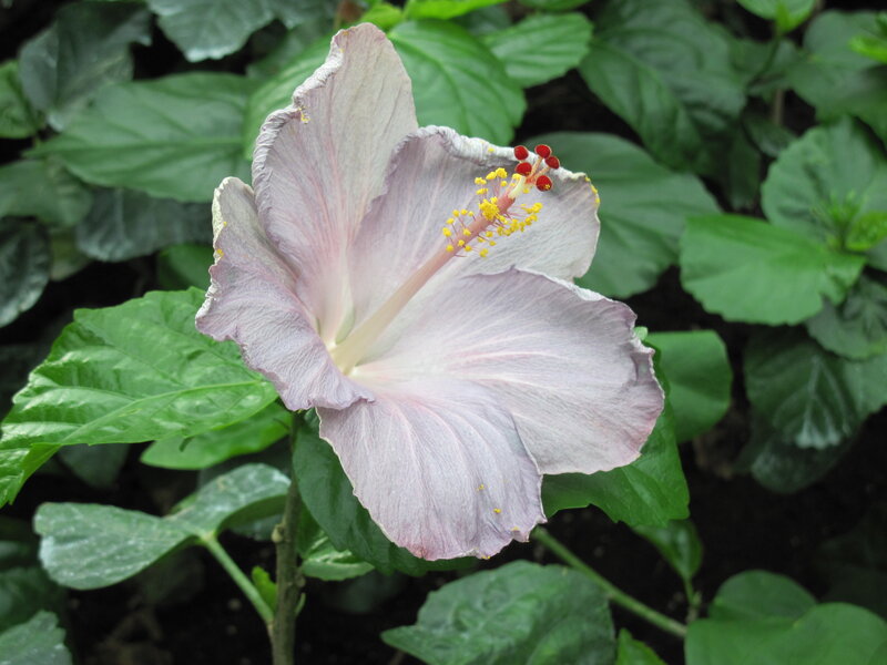 Light Purple Hibiscus Flower — Calm
