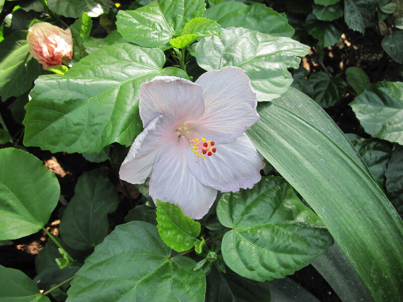Light Purple Hibiscus Flower — Green