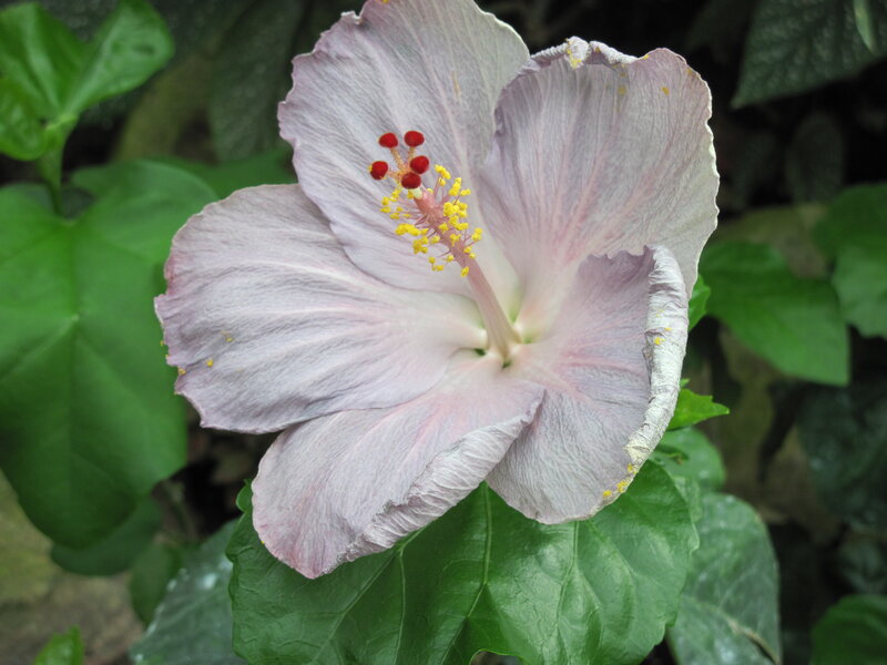 Light Purple Hibiscus Flower