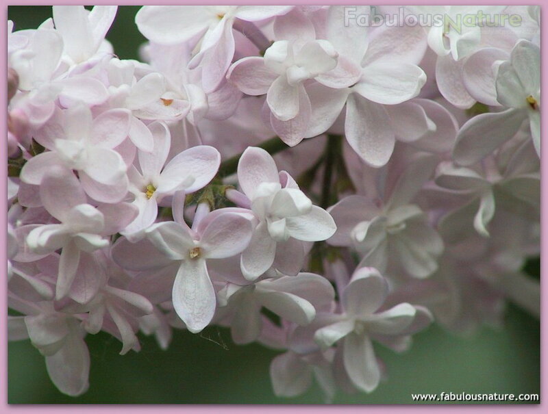 Light Purple Lilac Flowers — Calm