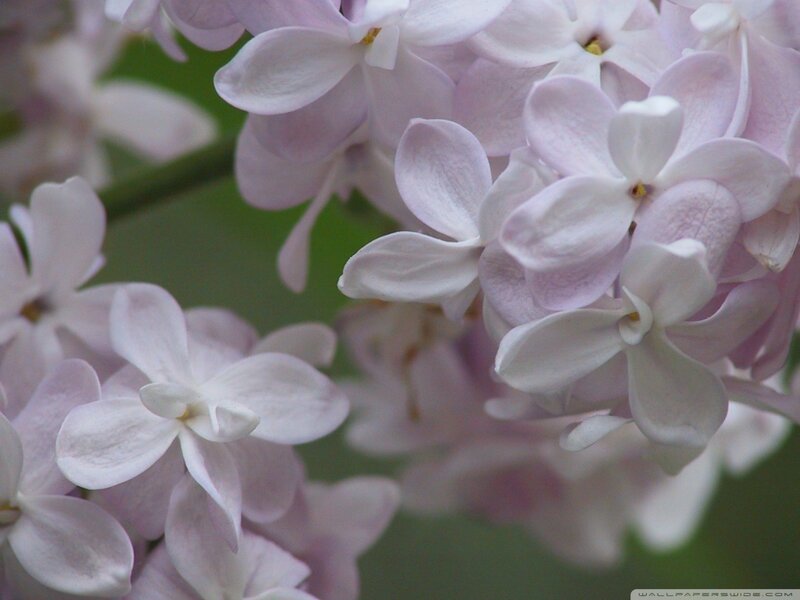 Light Purple Lilac Flowers