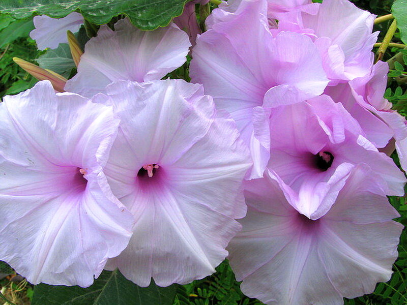 Light Purple Morning Glories