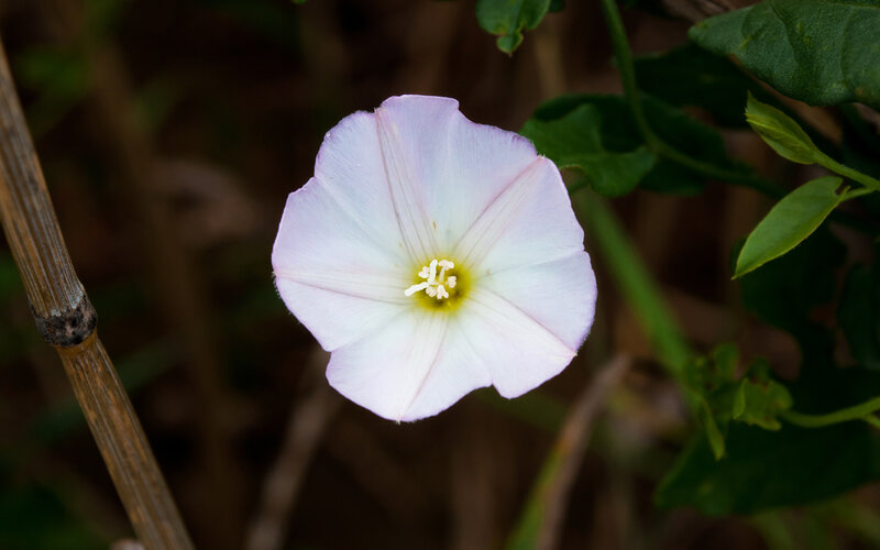 light purple morning glory flower