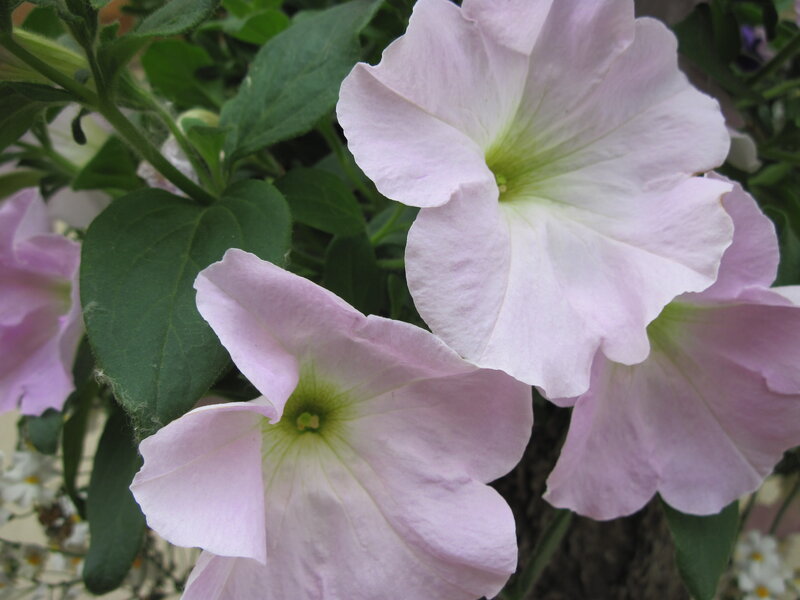 Light Purple Petunias
