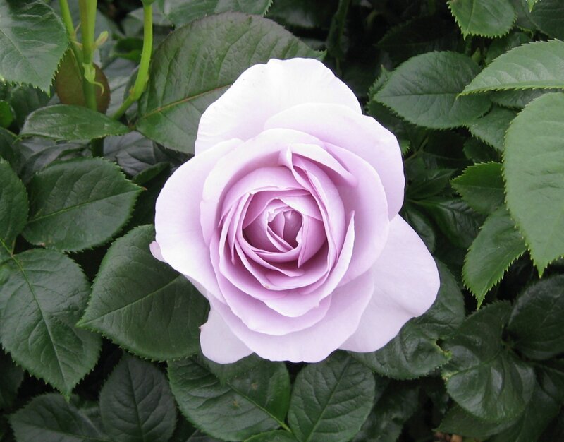 Light Purple Rose — Calm