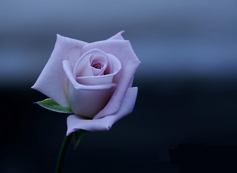 Light Purple Rose — Serene