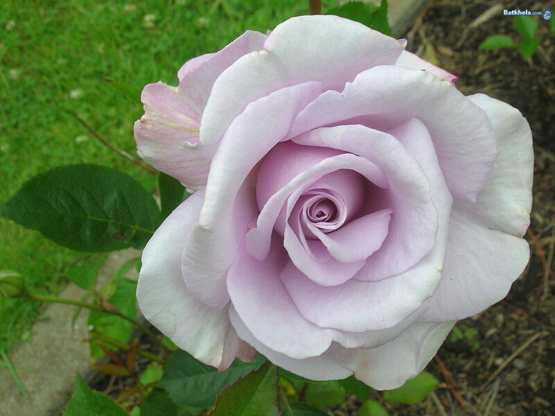 Light Purple Rose