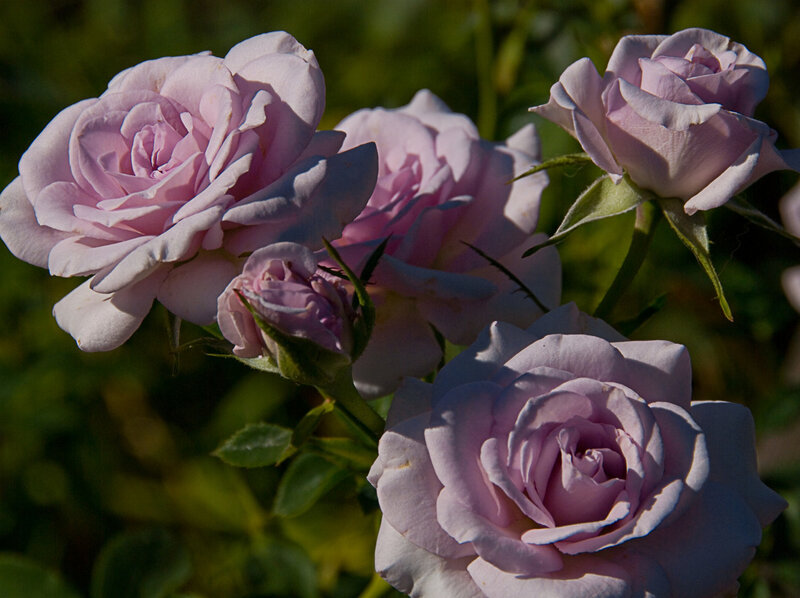 Light Purple Roses — Serene