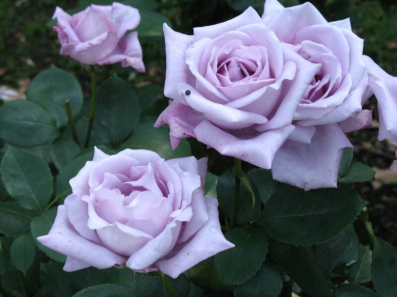 Light Purple Roses