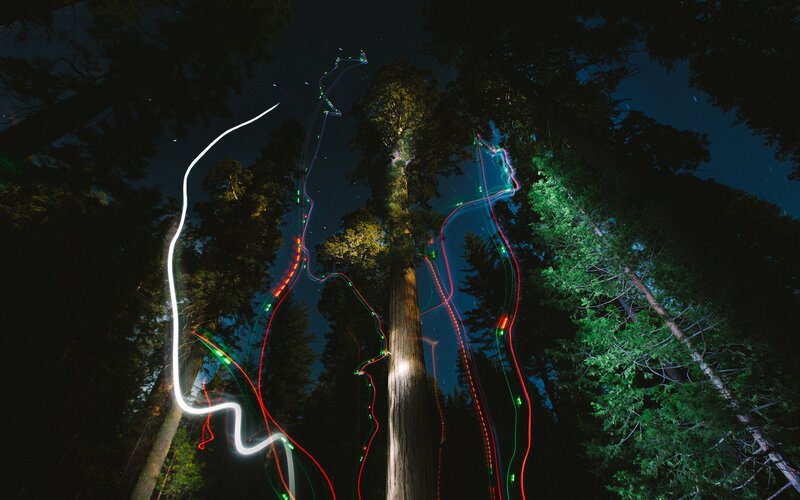 Light trails in a forest