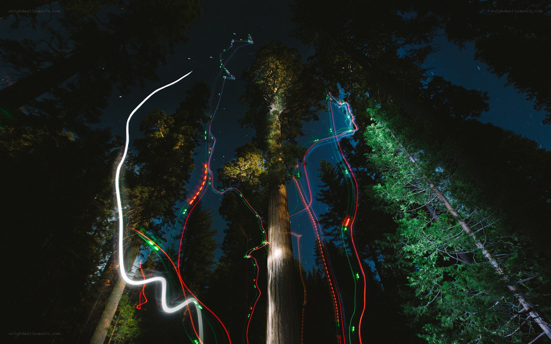 Light trails in a forest