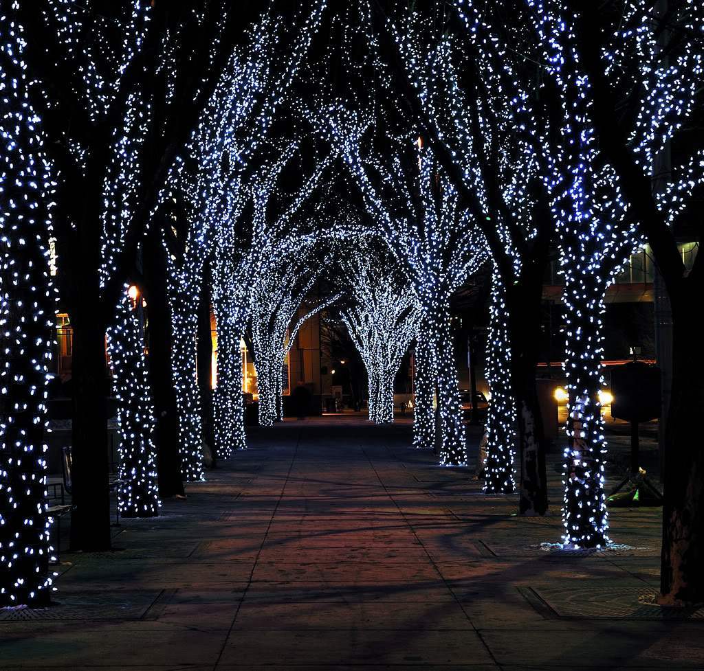 lighted tree tunnel at night