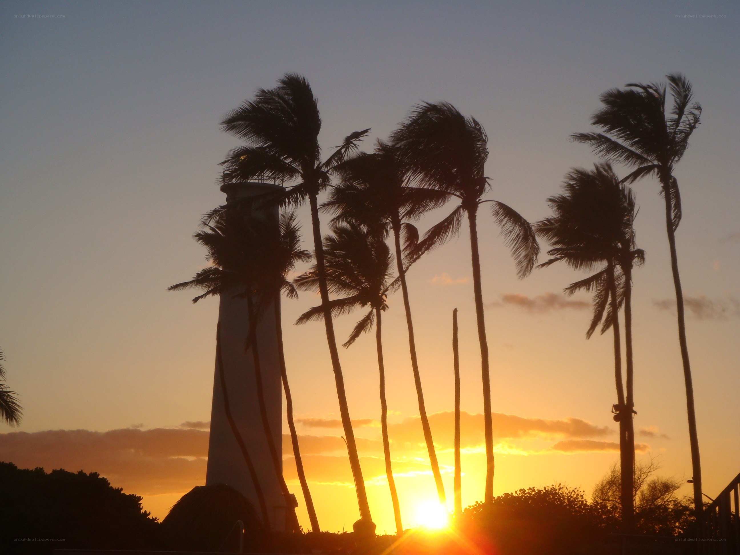 Lighthouse at sunset with palm trees