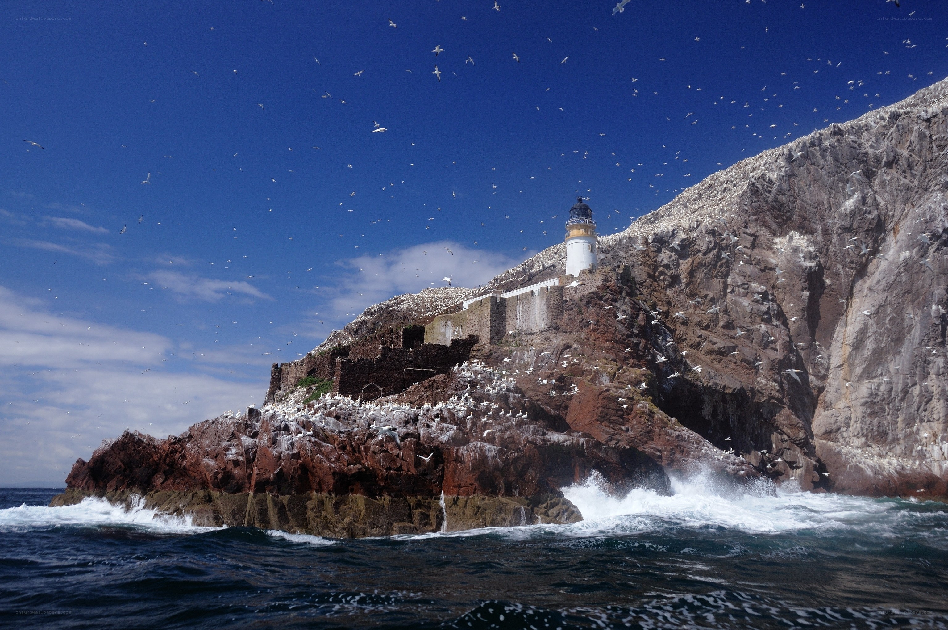 Lighthouse on a bird-covered cliff