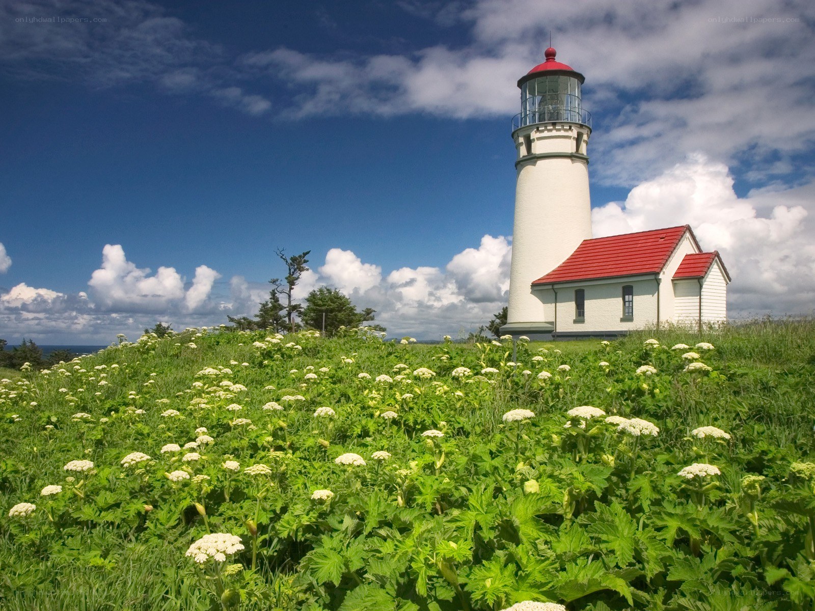 Lighthouse on a flower-covered hill