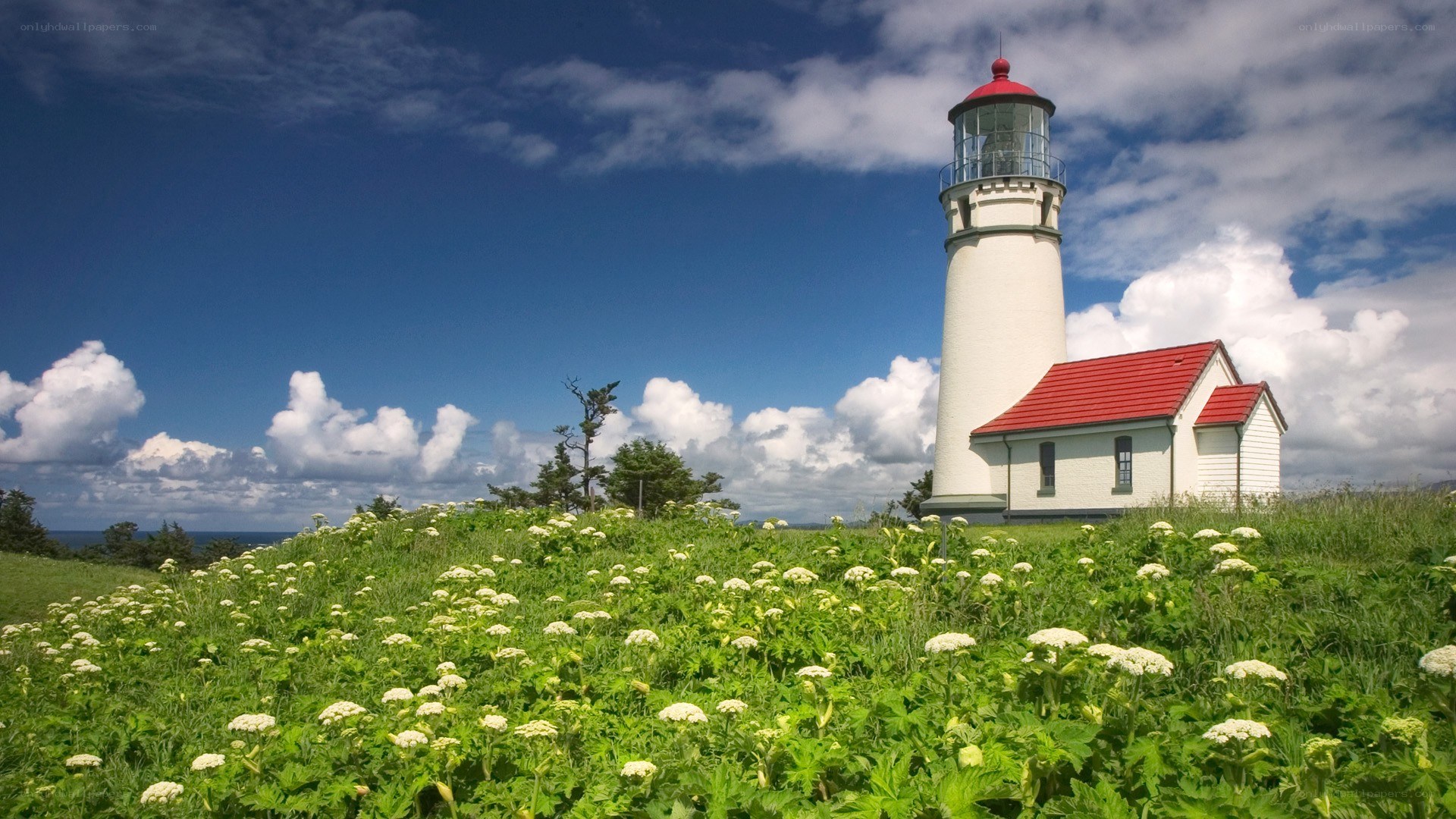 Lighthouse on a flower-covered hill