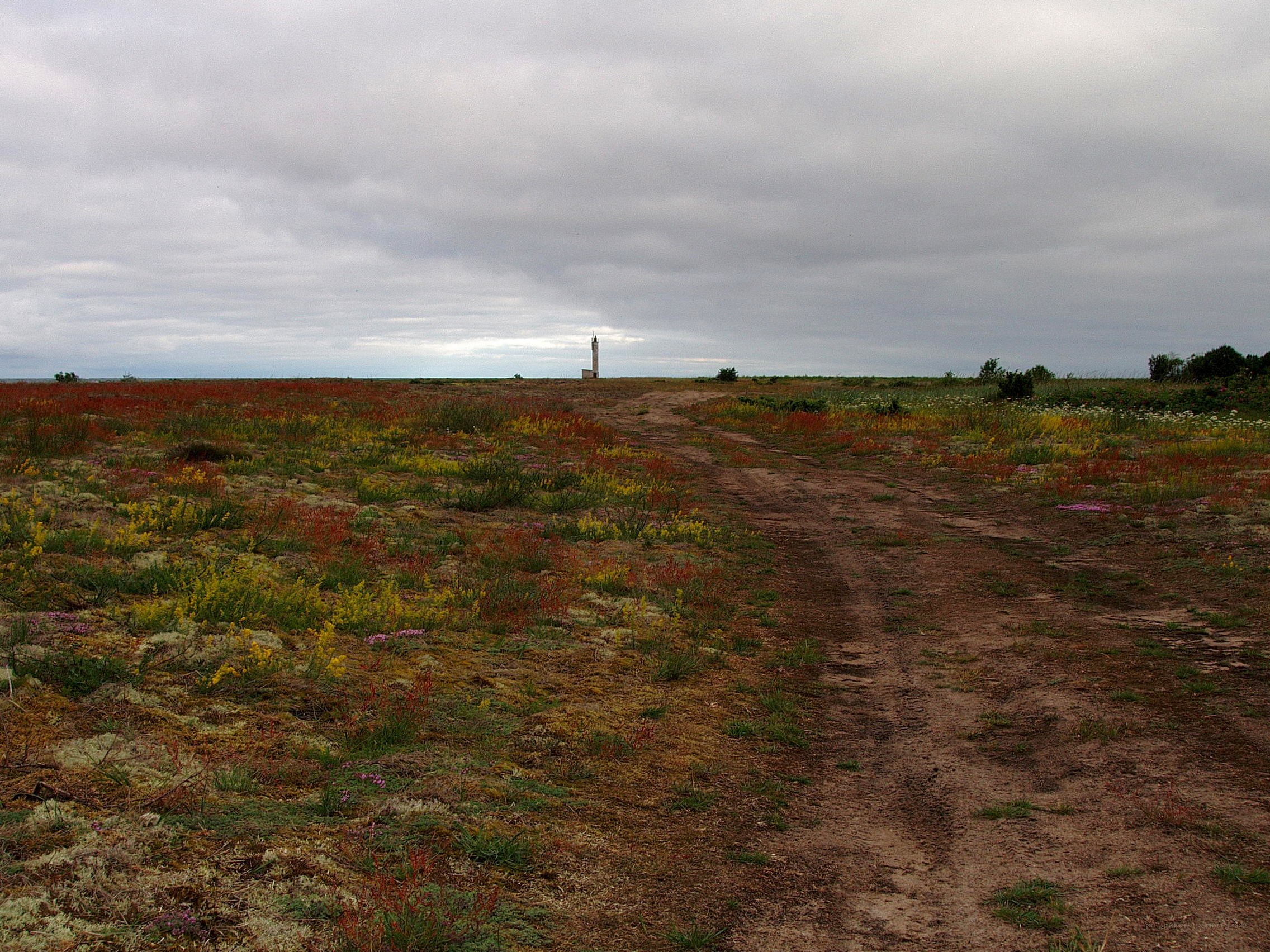 Lighthouse on a wildflower field