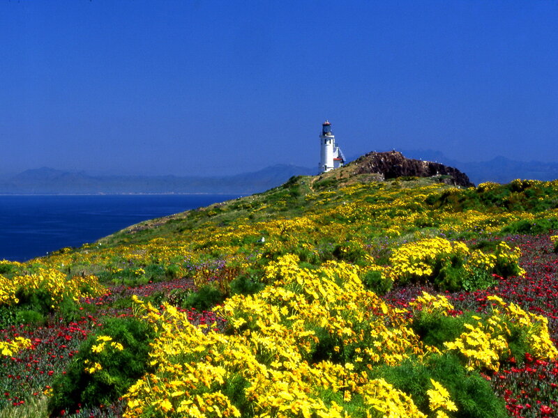 Lighthouse on Flower-covered Hill — Blue