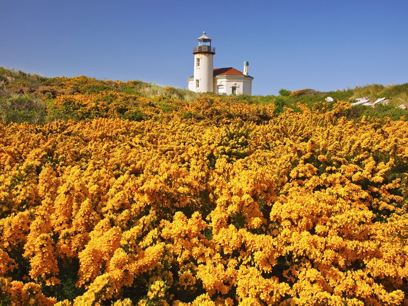 Lighthouse on Hillside — Yellow