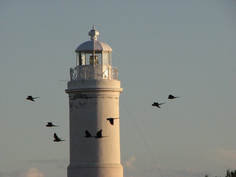 Lighthouse with birds flying