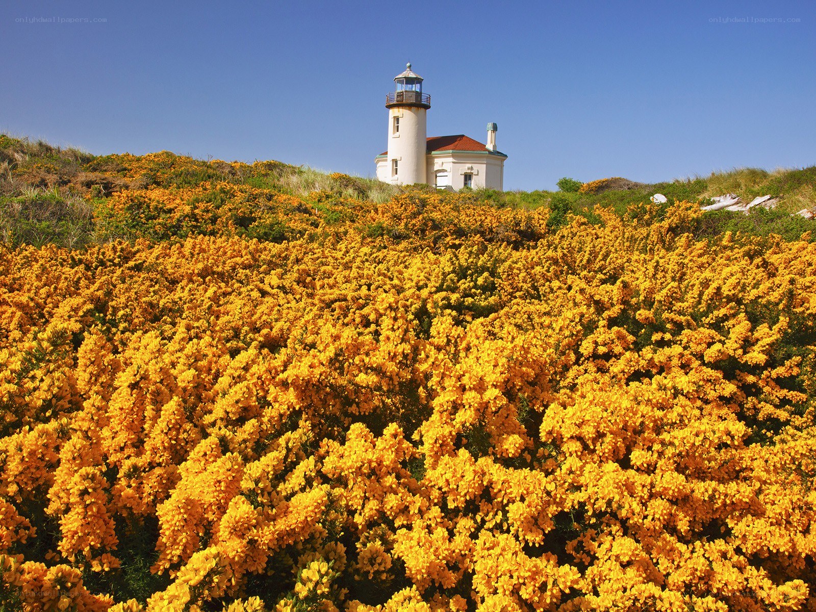 Lighthouse with yellow flowers