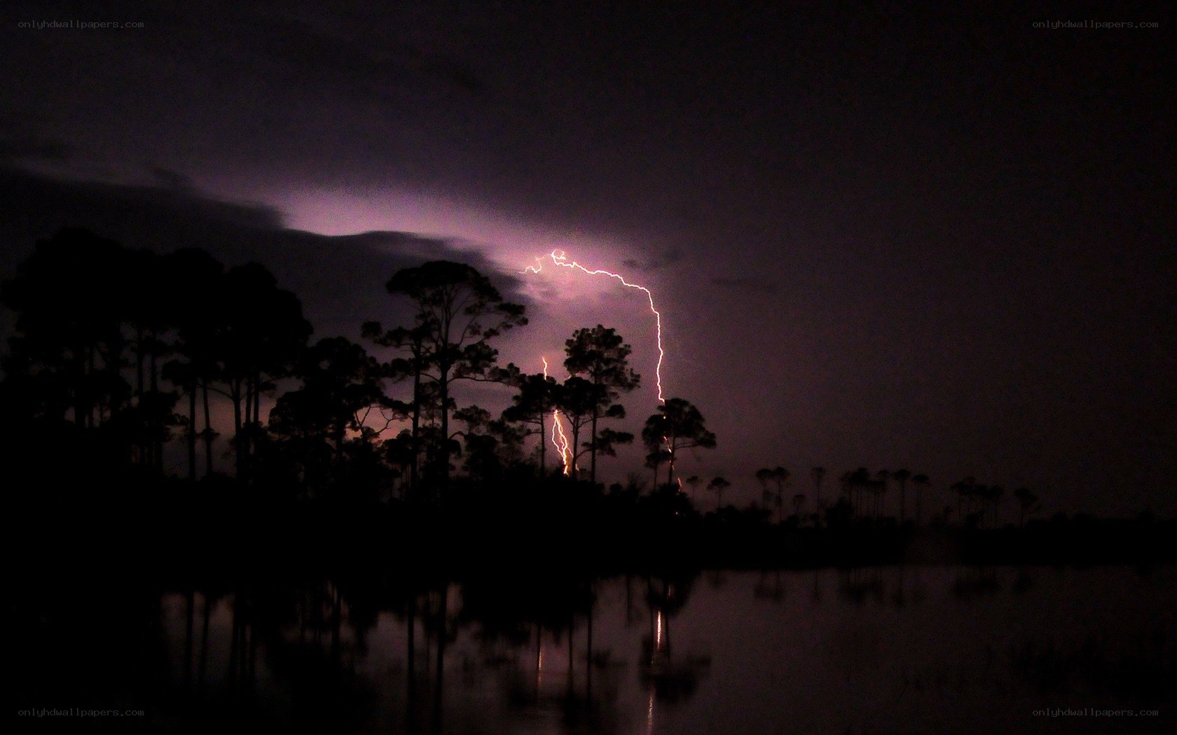 Lightning over a swamp at night