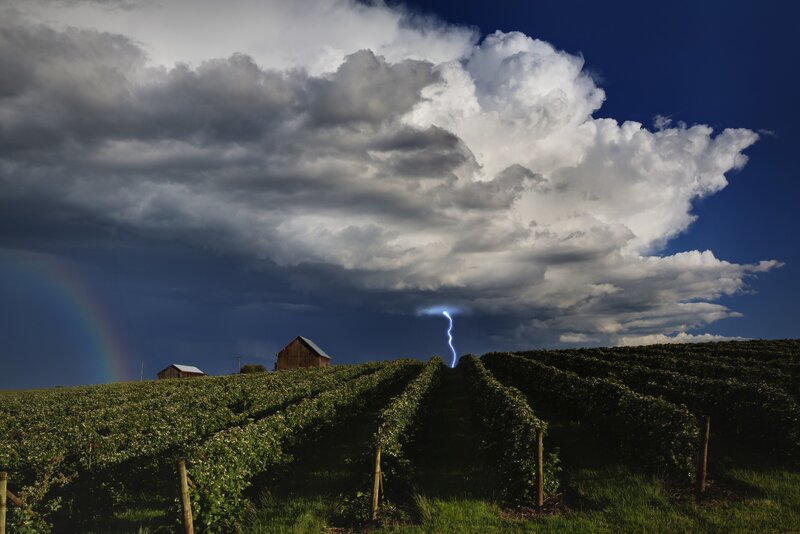 Lightning over a vineyard