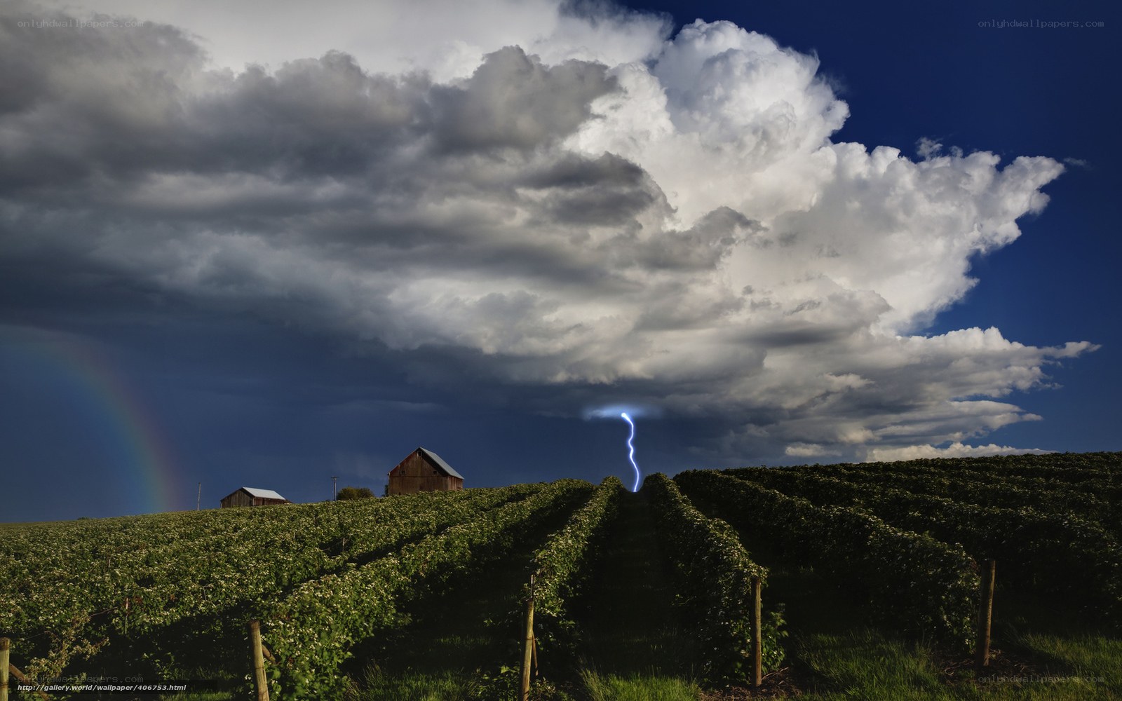 Lightning over a vineyard