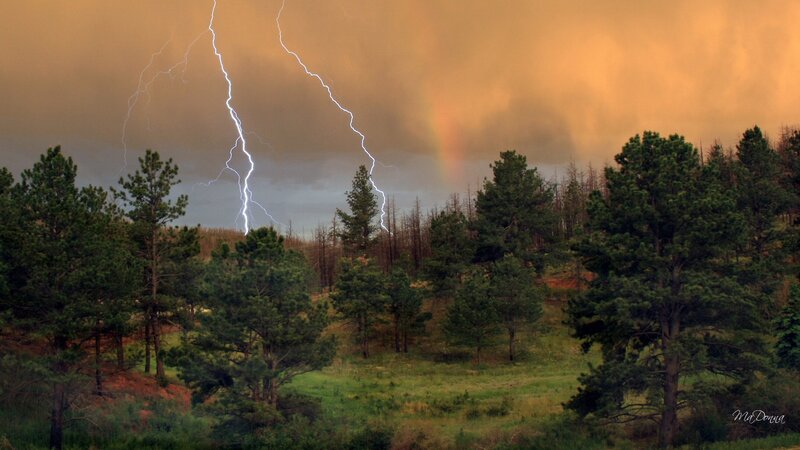 Lightning over Forest — Green
